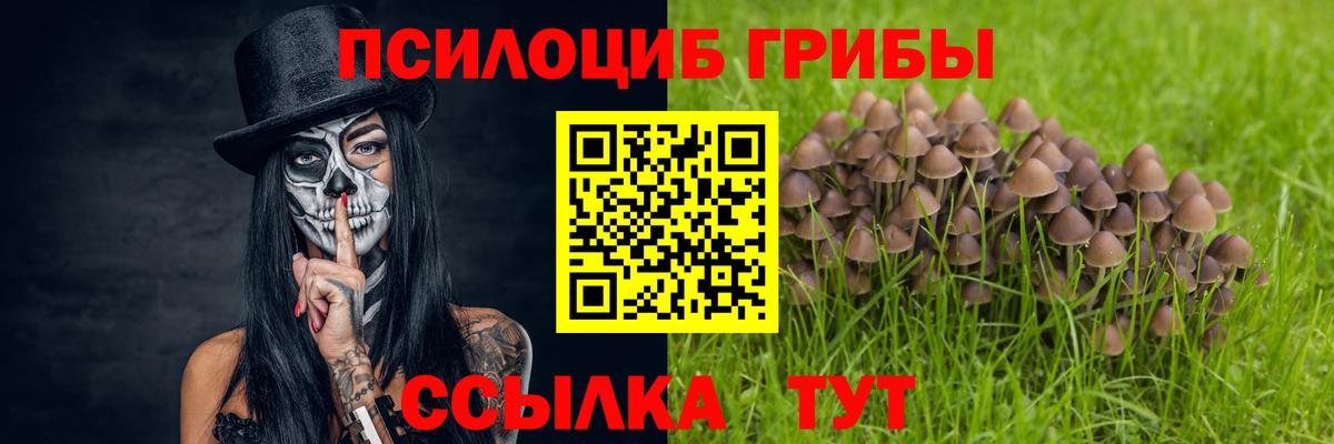 хочу   Вход с VPN  Норильск  Галлюциногенные грибы Cubensis 